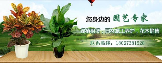 寧波綠植租賃公司使用富海360企業(yè)網(wǎng)站推廣方案